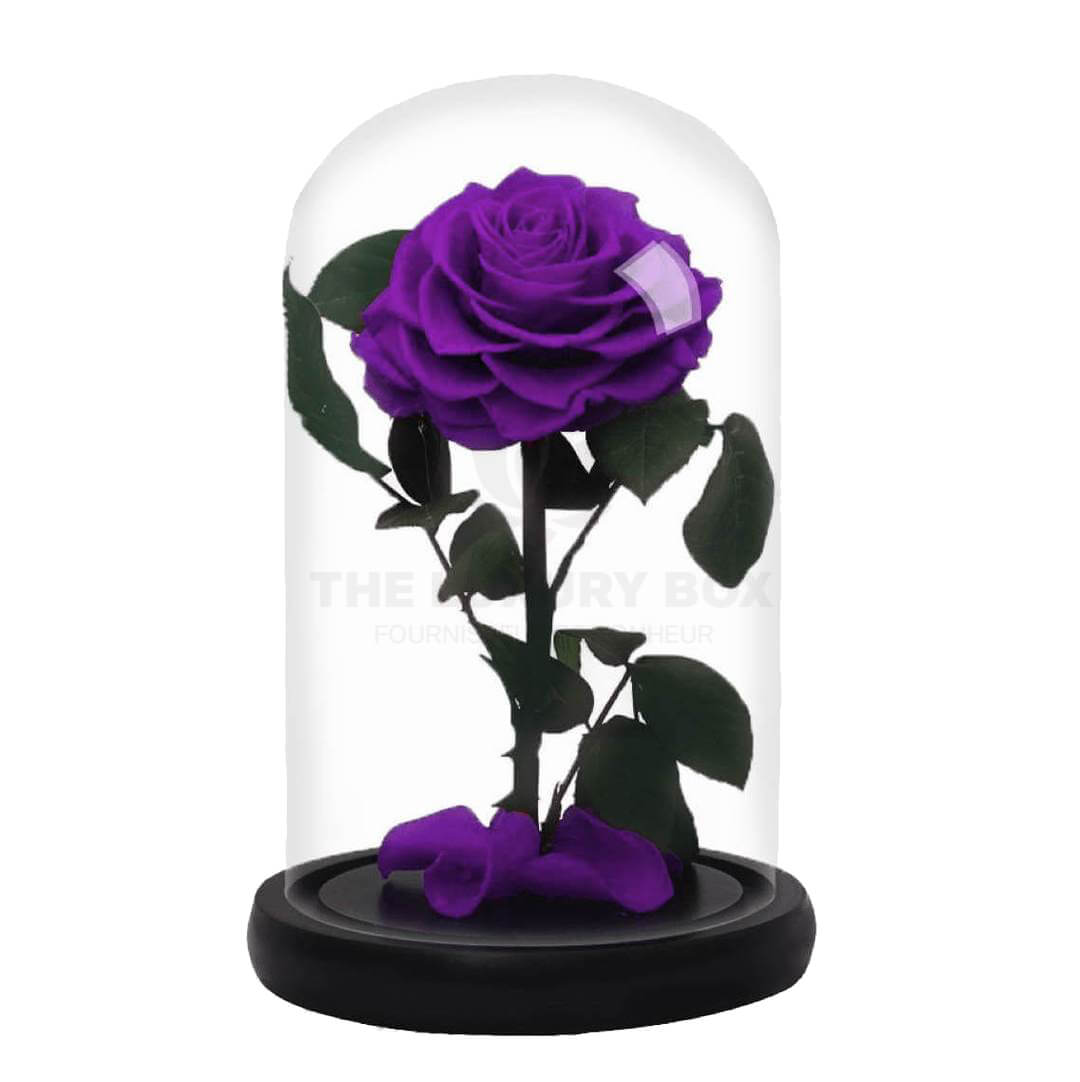 Rose sous cloche Mauve Rose sous cloche Mauve