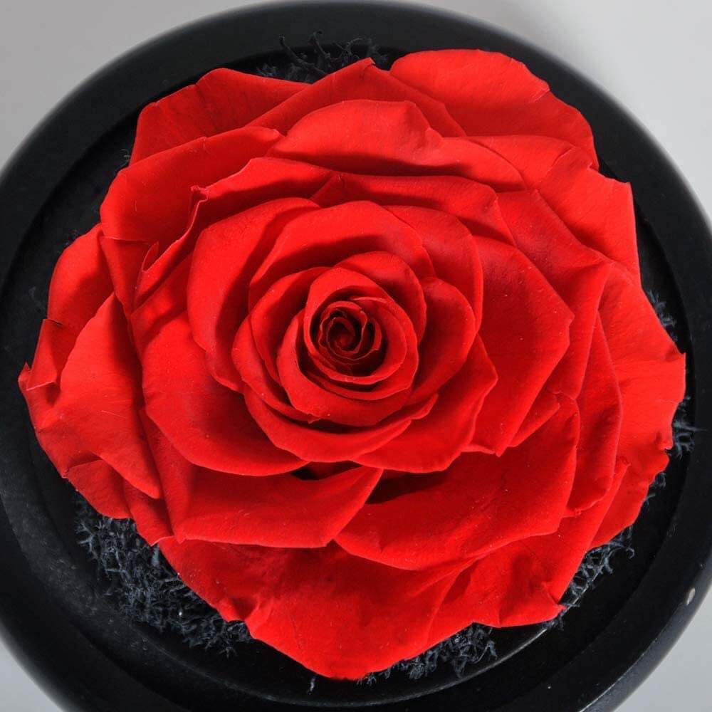 61objCyKovL._AC_SL1000_ Rose sous cloche