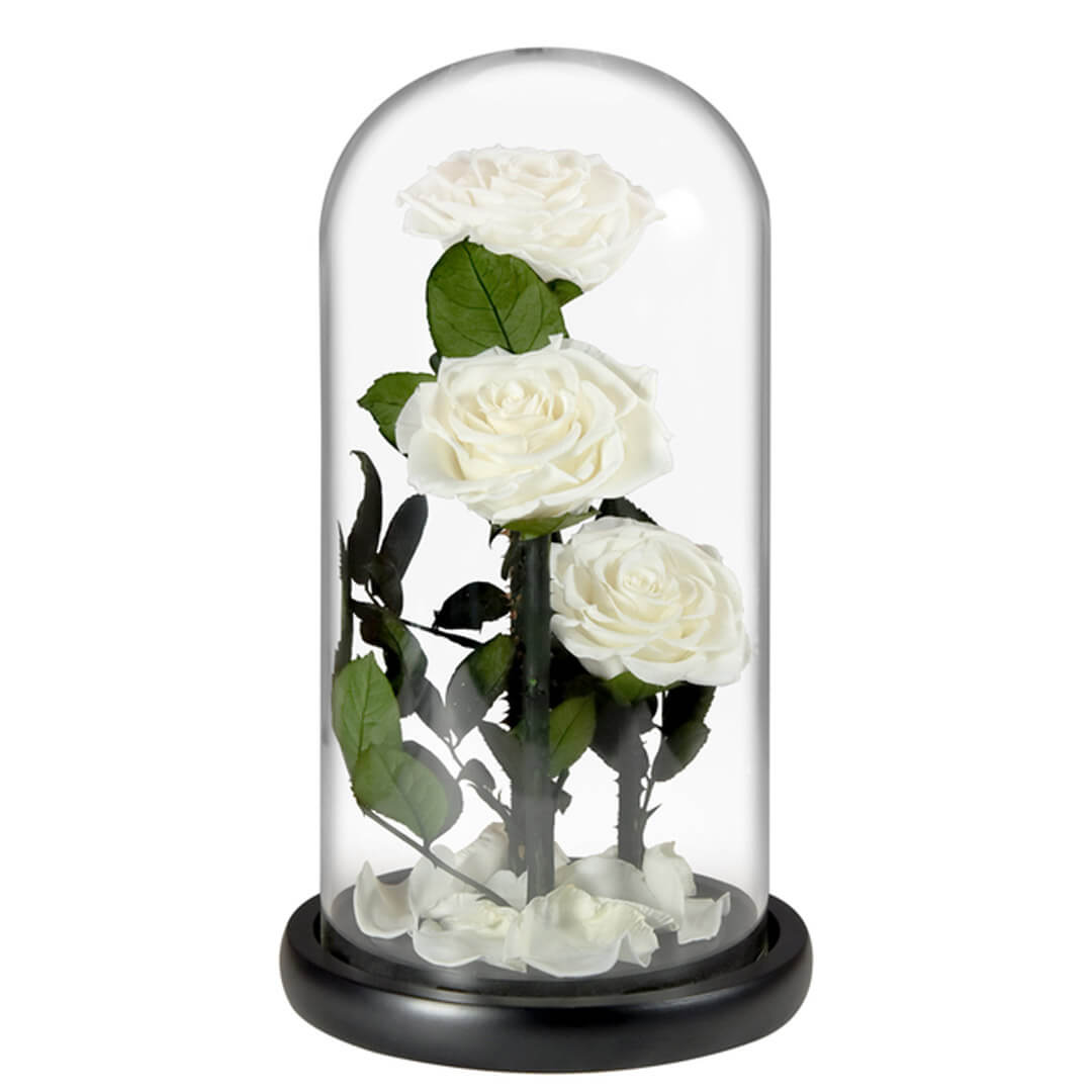 Grande Rose Sous Cloche (3) Grande Rose Sous Cloche 3 | The Luxury Box