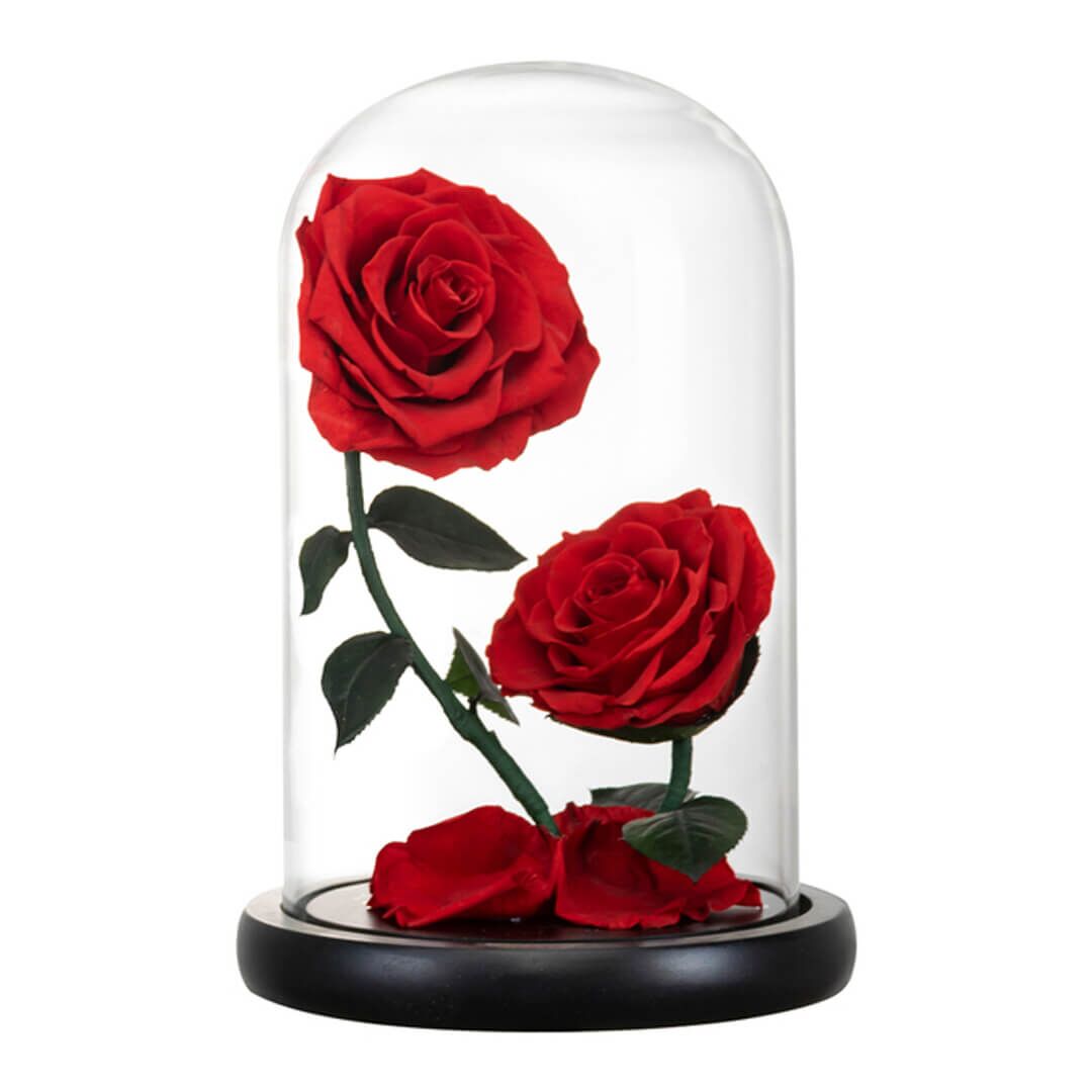Rose Sous Cloche x2 (1) Rose Sous Cloche x2 1 | The Luxury Box