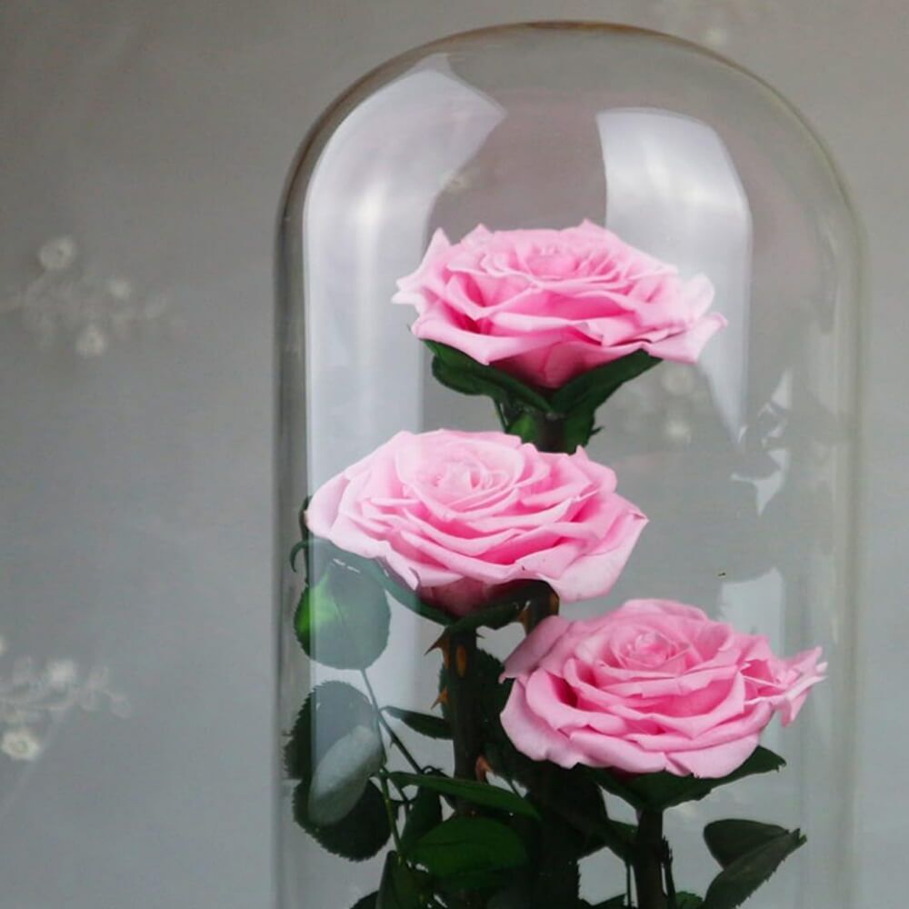 Rose Sous Cloche XXL (5) Rose
Deluxe Cloche