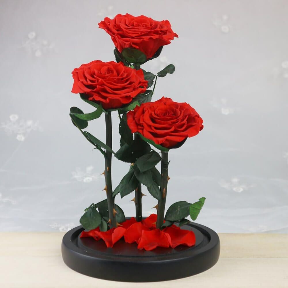 Rose Sous Cloche XXL (9) Rose
Deluxe Cloche