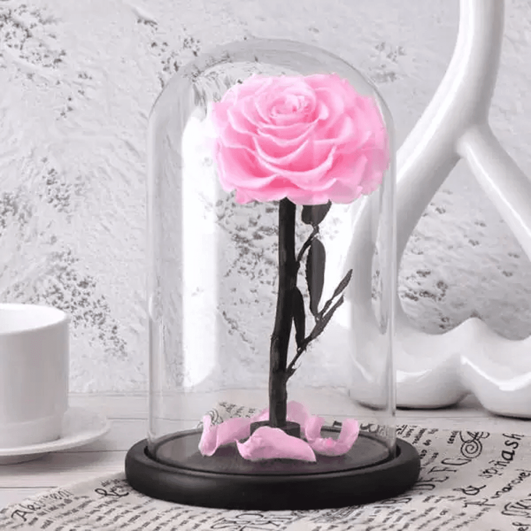Rose sous cloche Deluxe (1) Rose
Sous Cloche