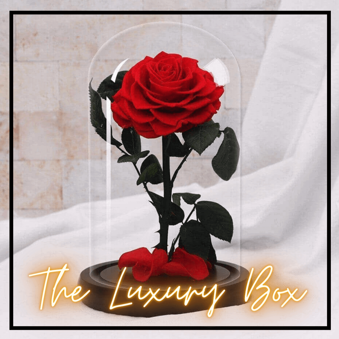 Roses sous cloche avec lumiere Roses sous cloche avec lumiere