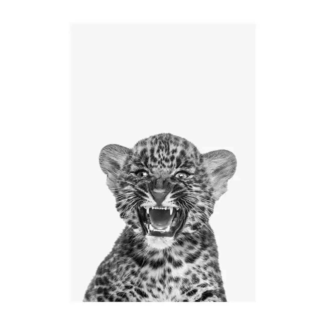 Animals Posters Box (29) Animals Posters Box 29 | The Luxury Box