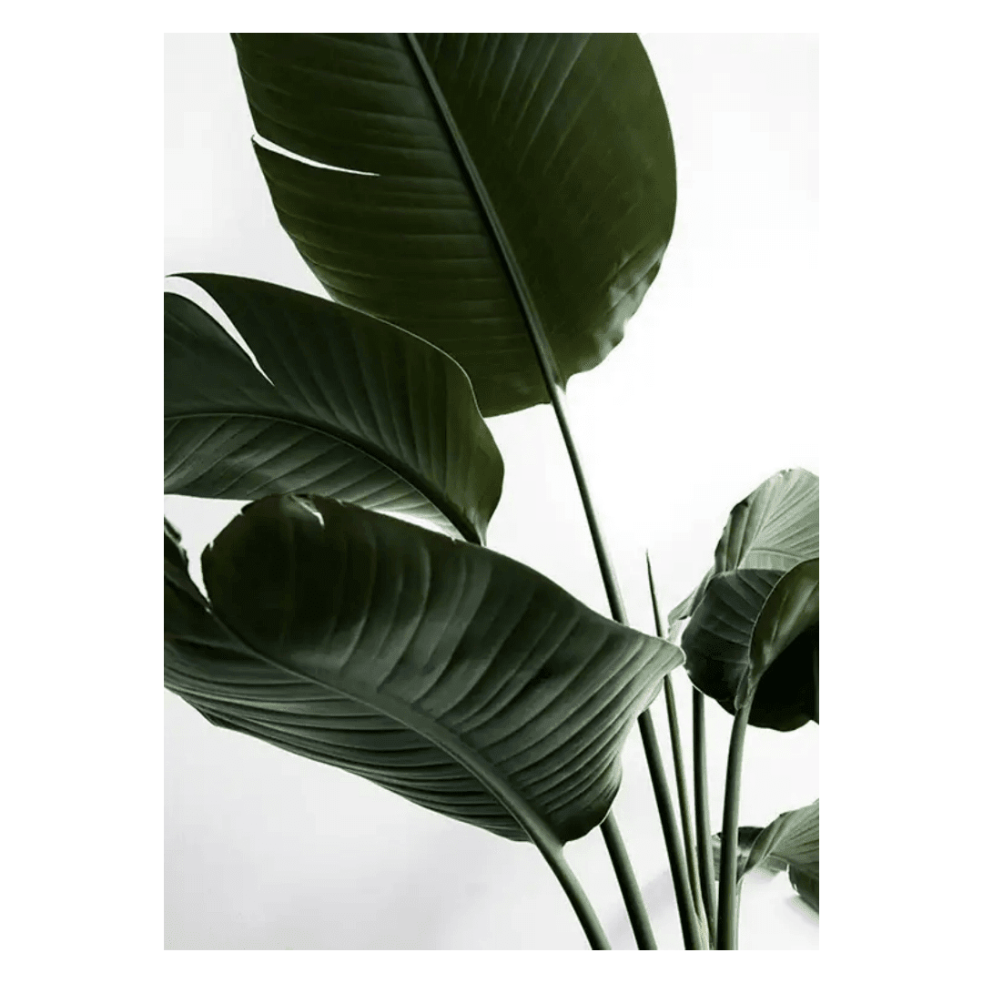 Botanique Posters Box (10) Botanique Posters Box 10 | The Luxury Box