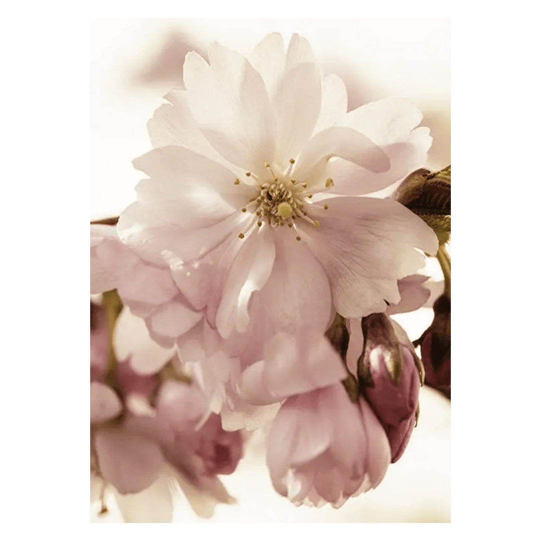 Botanique Posters Box (15) Botanique Posters Box 15 | The Luxury Box