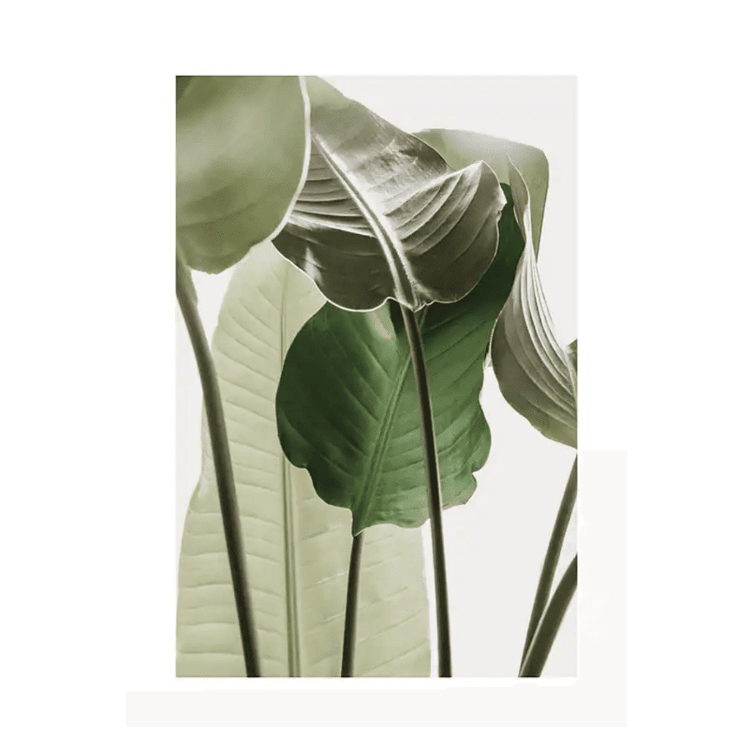 Botanique Posters Box (28) Botanique Posters Box 28 | The Luxury Box