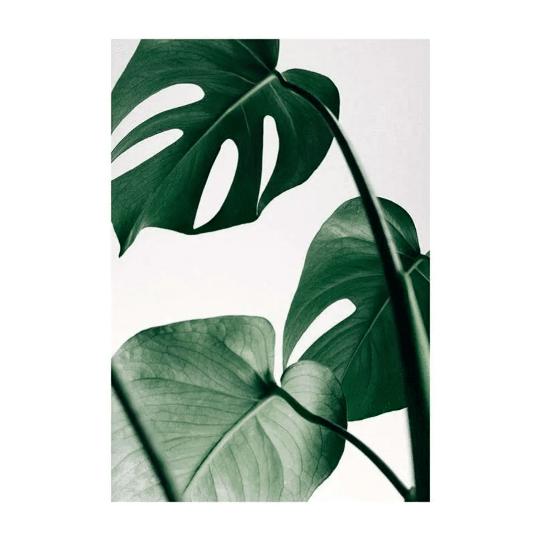 Botanique Posters Box (32) Botanique Posters Box 32 | The Luxury Box