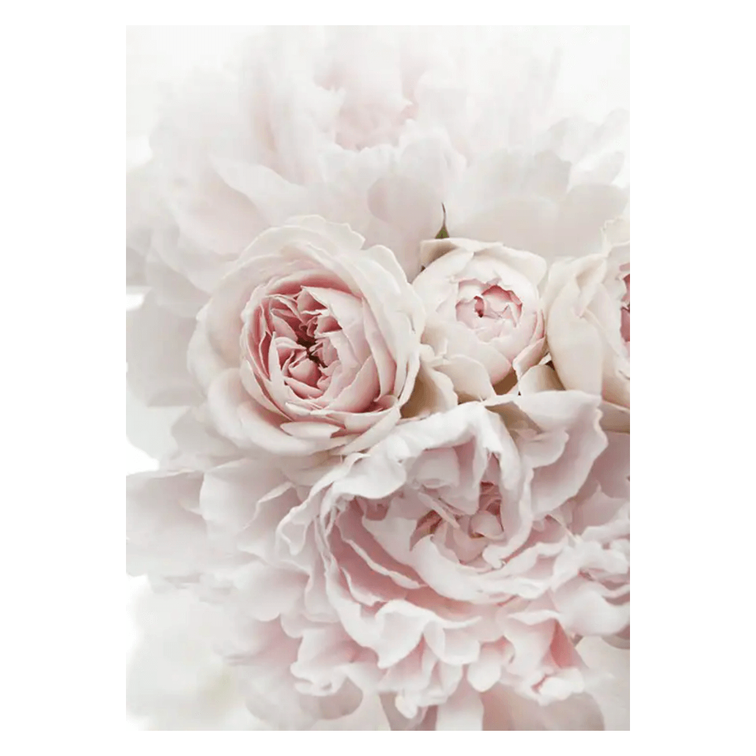 Botanique Posters Box (7) Botanique Posters Box 7 | The Luxury Box