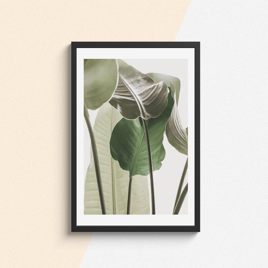 Botanique Posters Box I (9) Botanique Posters Box I 9 | The Luxury Box