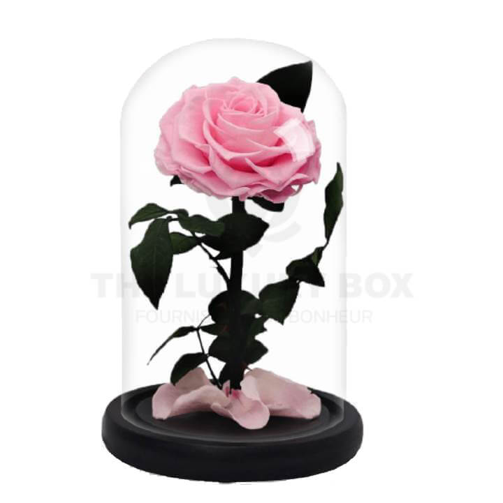 Rose sous cloche Rose Rose sous cloche Rose