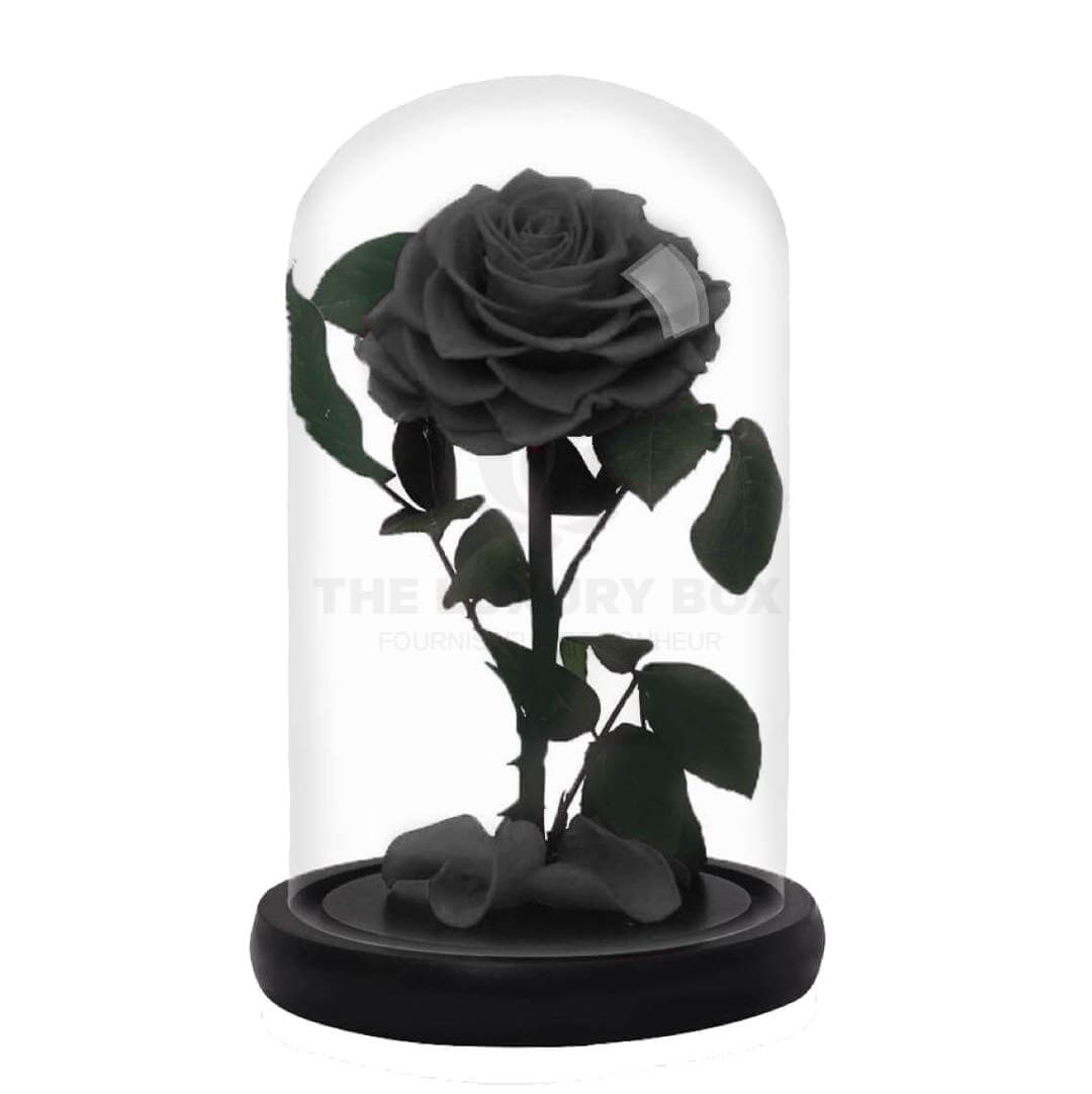 Rose sous cloche Noir Rose sous cloche Noir