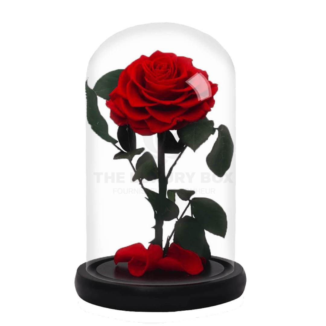 Rose sous cloche Rouge Rose sous cloche Rouge