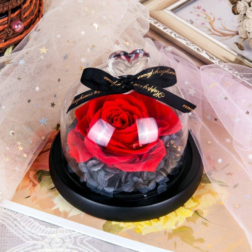 715MDiCxGDL._AC_SL1000_ Rose sous cloche