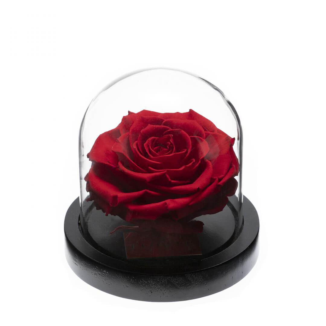 Rose sous cloche rouge Rose sous cloche rouge