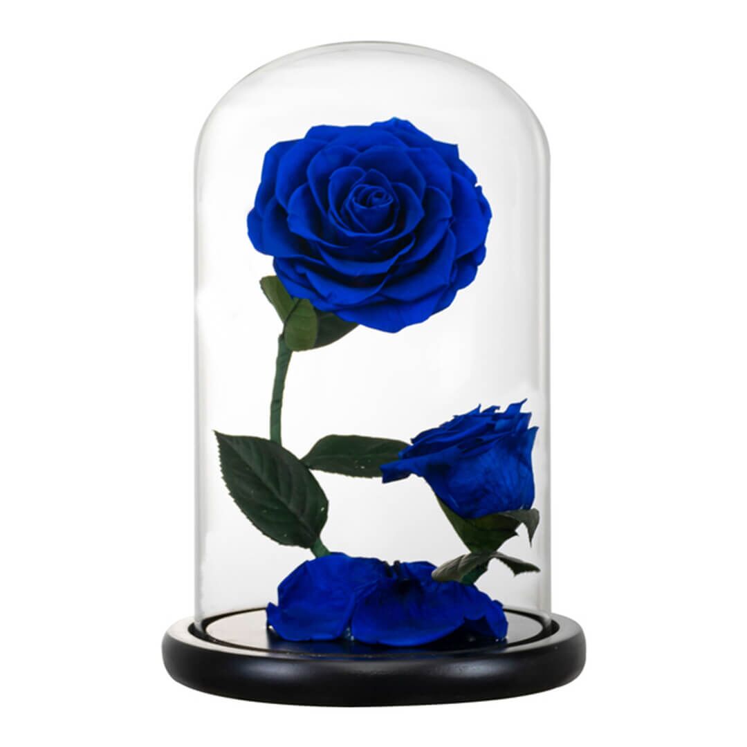 Rose Sous Cloche x2 (3) Rose Sous Cloche x2 3 | The Luxury Box