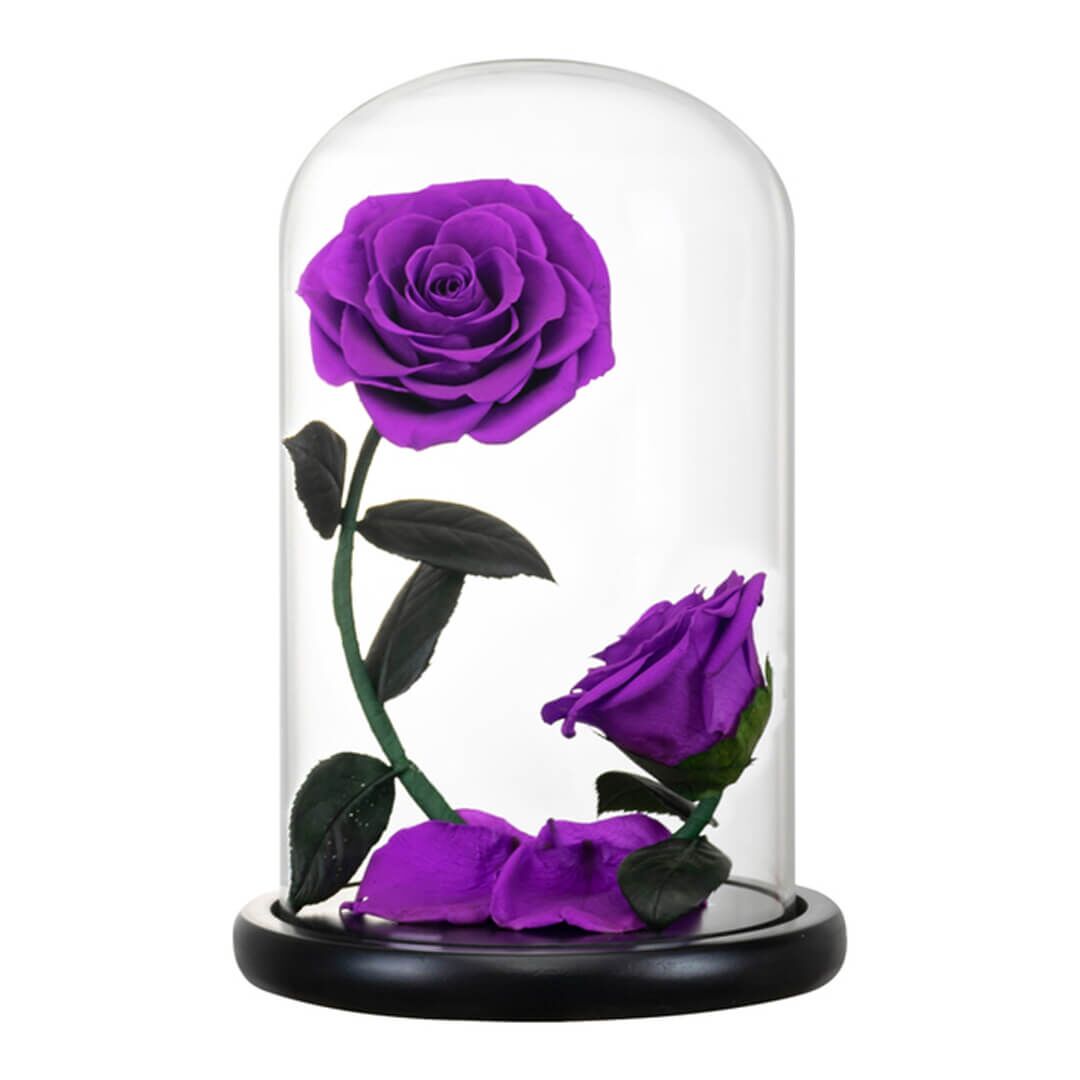 Rose Sous Cloche x2 (4) Rose Sous Cloche x2 4 | The Luxury Box