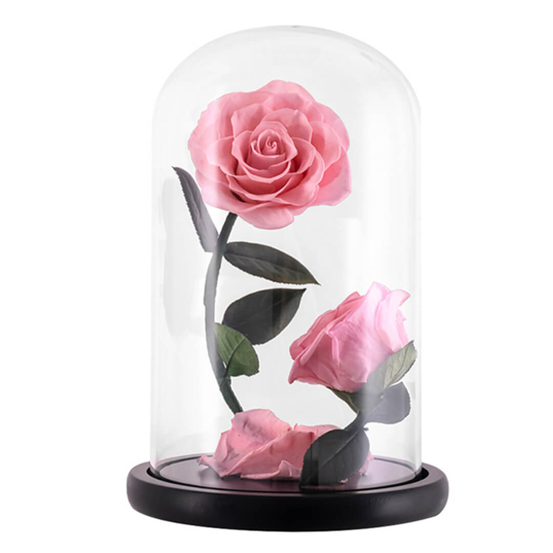 Rose Sous Cloche x2 (5) Rose Sous Cloche x2 5 | The Luxury Box