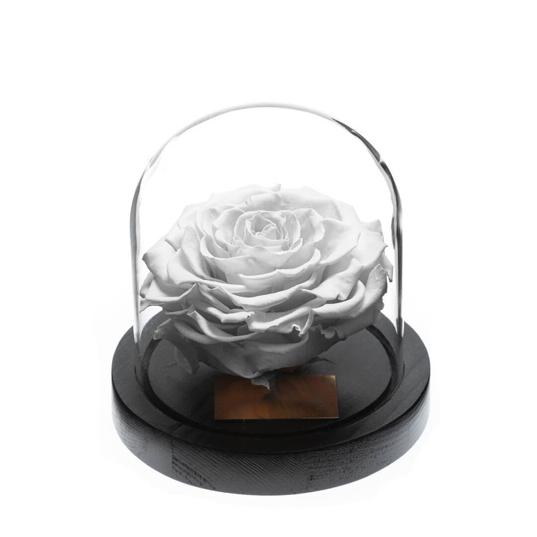 Rose sous Cloche (1) Rose sous Cloche 1 | The Luxury Box