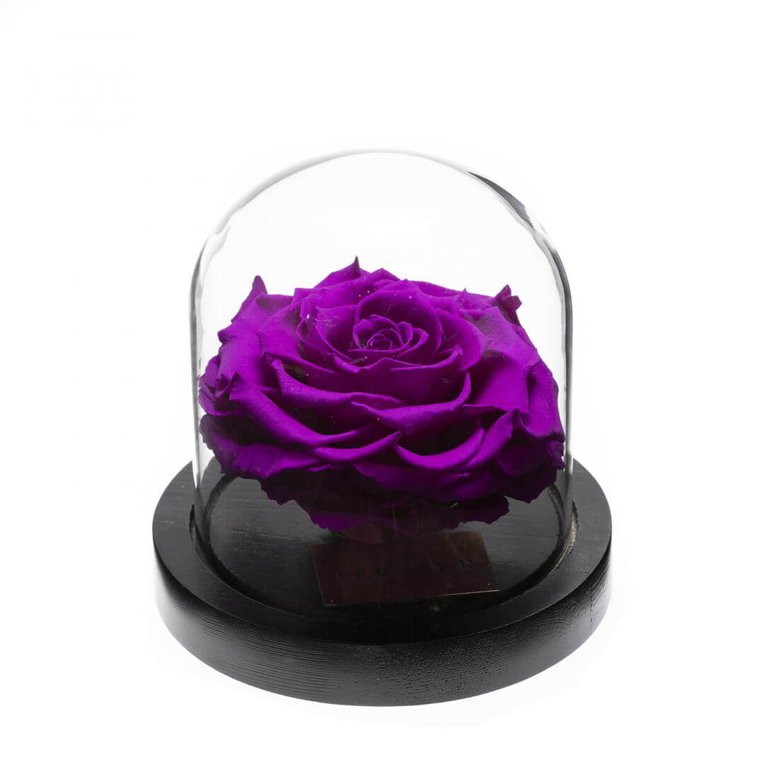 Rose sous Cloche (4) Rose sous Cloche 4 | The Luxury Box