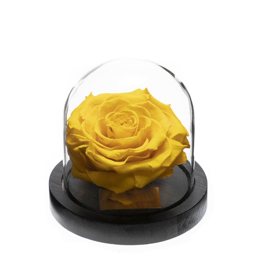 Rose sous Cloche (5) Rose sous Cloche 5 | The Luxury Box