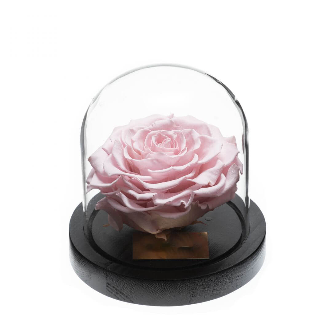 Rose sous Cloche (6) Rose sous Cloche 6 | The Luxury Box