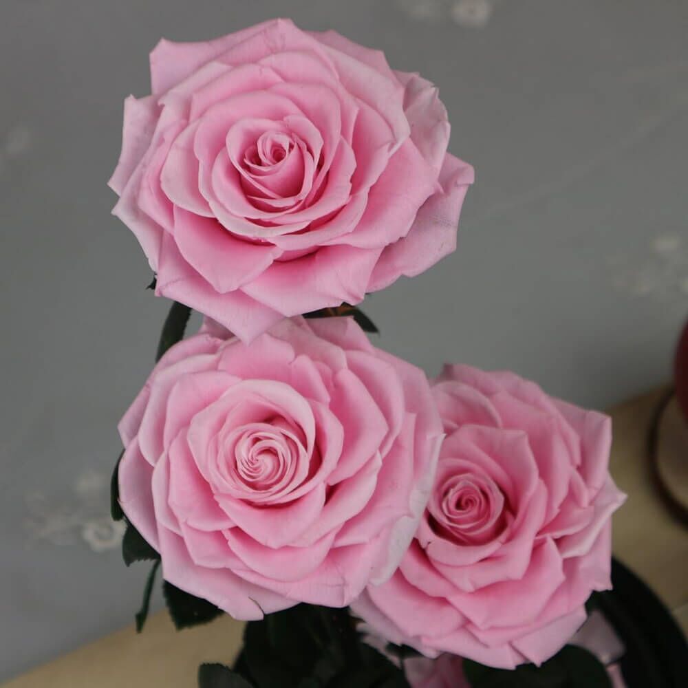 Rose Sous Cloche XXL (1) Rose
Deluxe Cloche