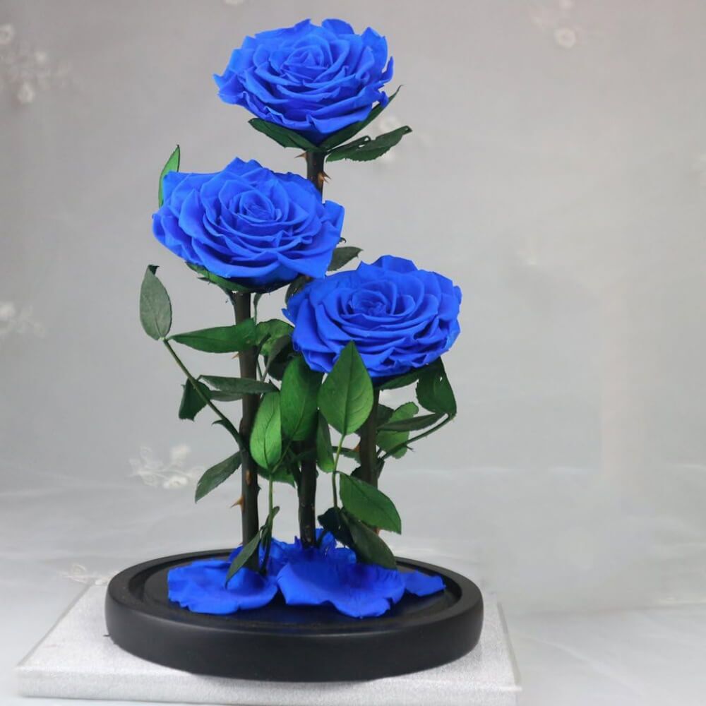 Rose Sous Cloche XXL (10) Rose
Deluxe Cloche