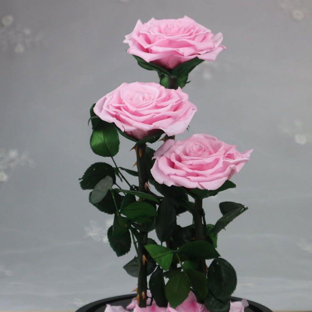 Rose Sous Cloche XXL (2) Rose
Deluxe Cloche