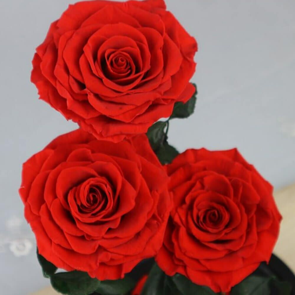 Rose Sous Cloche XXL (3) Rose
Deluxe Cloche