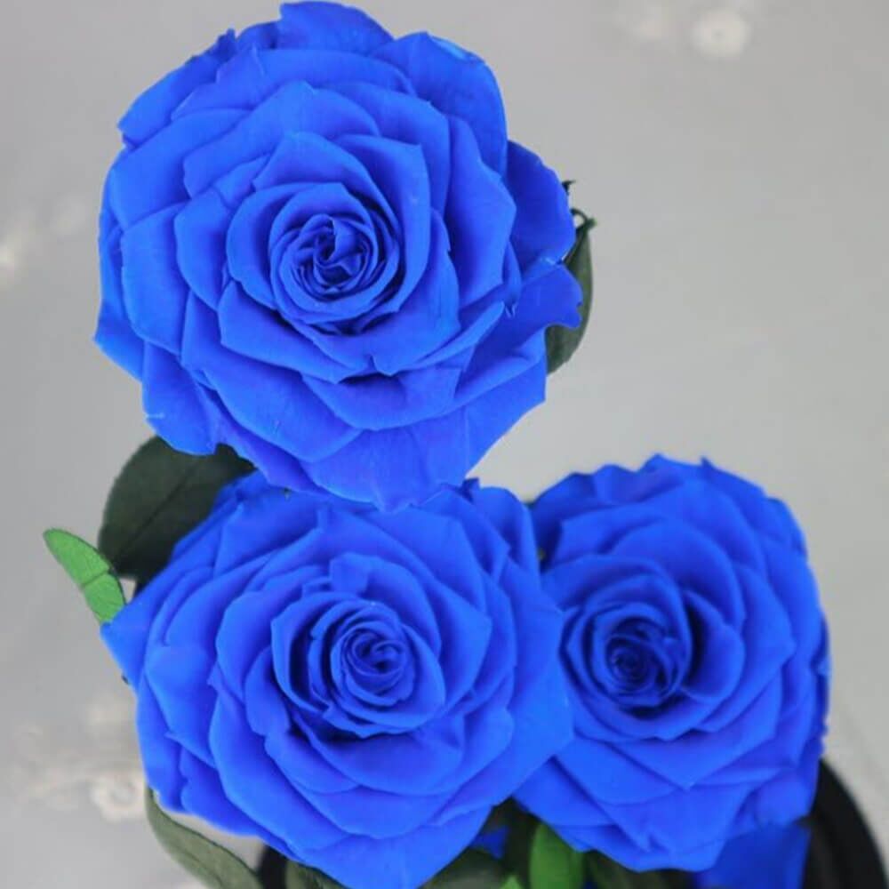 Rose Sous Cloche XXL (8) Rose
Deluxe Cloche